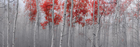 Misty white birch tree forest covered in red leaves in Deer Valley Utah