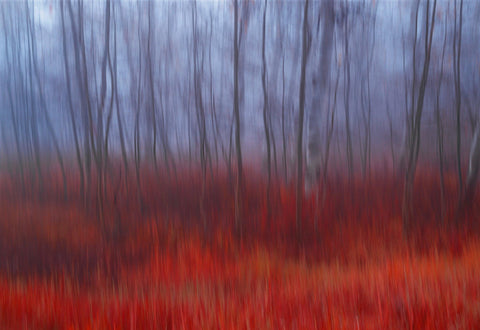 Blurred forest of brown trees surrounded by a field of red grass