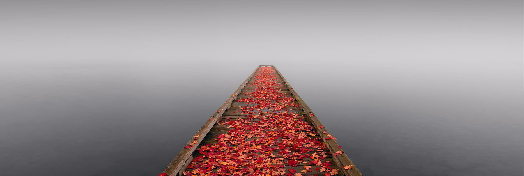 Wooden jetty covered with Autumn leaves reaching out over a misty lake in Seattle Washington