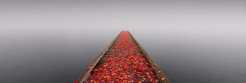 Wooden jetty covered with Autumn leaves reaching out over a misty lake in Seattle Washington