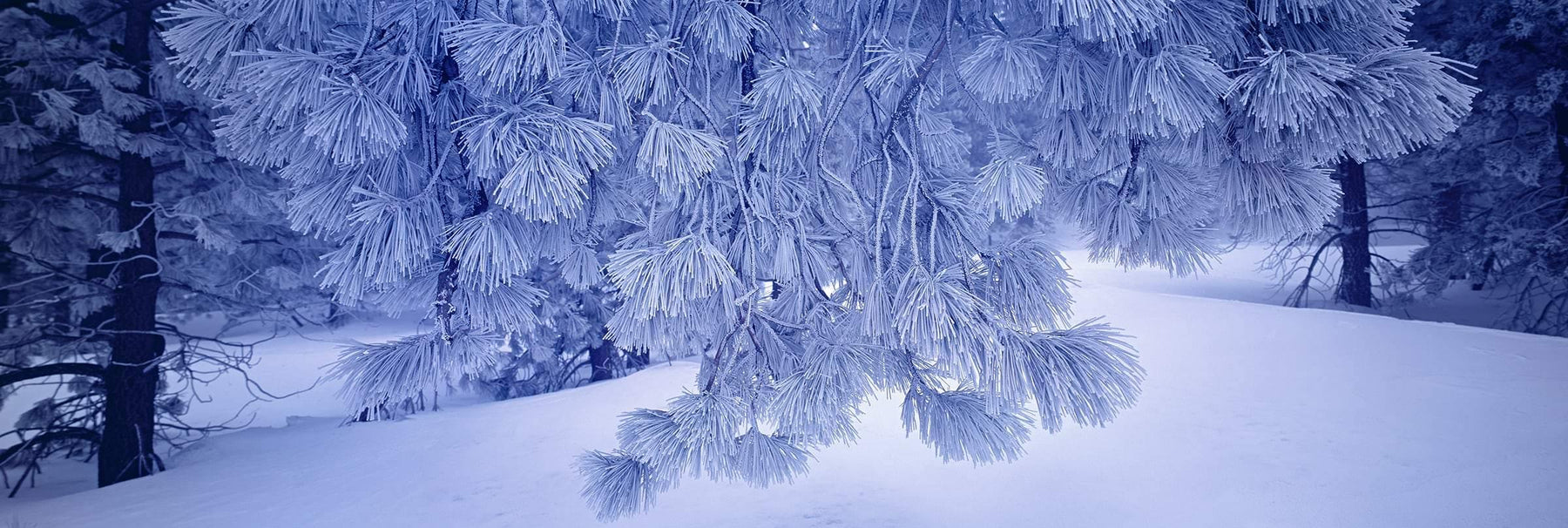 Frost covered branch of pine needles reaching over the snow covered forest floor at Mount Pinos California