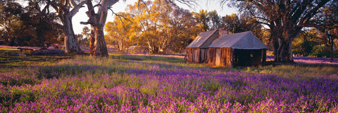 Old wooden shack in Wilpena Pound Australia surrounded by large gum trees and purple flower fields