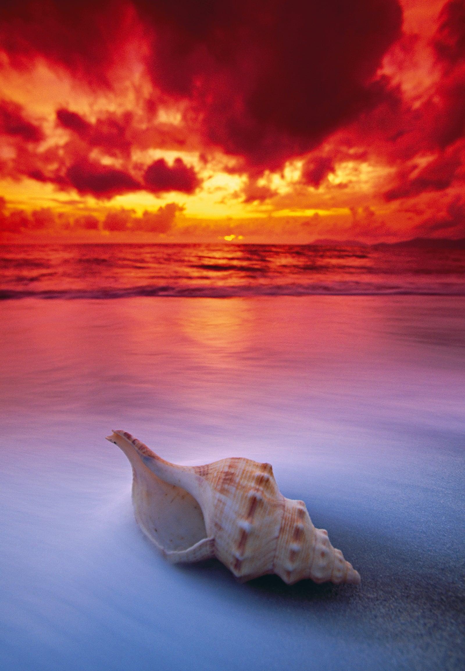 Conch shell on Holloways Beach, Australia during under the red cloudy sky at sunset