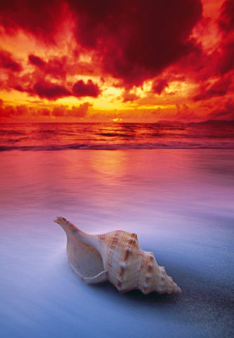 Conch shell on Holloways Beach, Australia during under the red cloudy sky at sunset