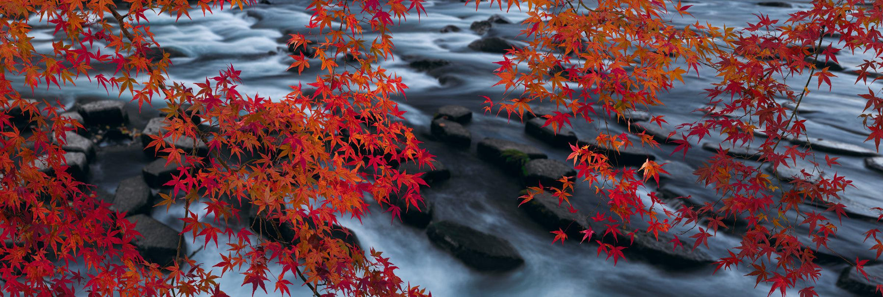 Branches covered in red maple leaves reaching over a black rocky river in Japan