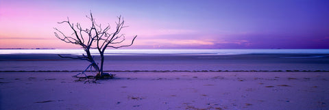 Lone tree on the long flat beach at Cape York Australia during the sunset