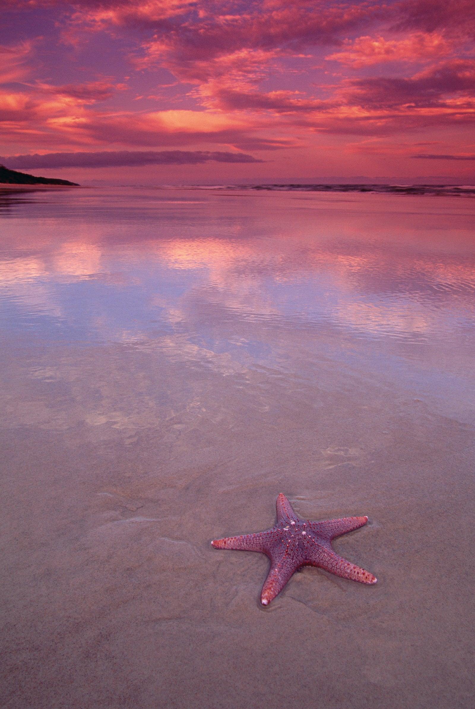 Pink starfish on the wet sandy beach at Fraser Island, Australia under a pink and purple sky