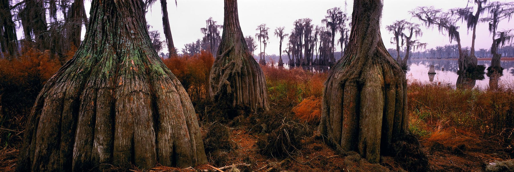 Root bases of giant cypress trees in the swamps of Okefenokee National Wildlife Refuge Georgia