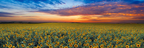 Miles of sunflower filled fields under a cloudy sky at sunset in North Dakota