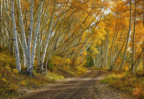 Dirt road and a white birch tree forest with yellow and orange leaves 