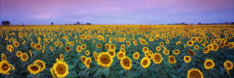 Field of sunflowers under a purple sky in Queensland Australia during a sunset