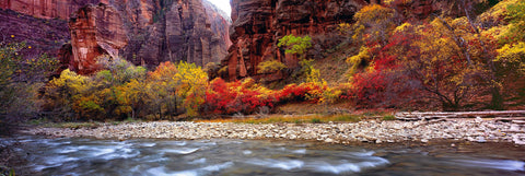 Water running over a river bed surrounded by Autumn colored trees at the canyon base of Zion National Park Utah