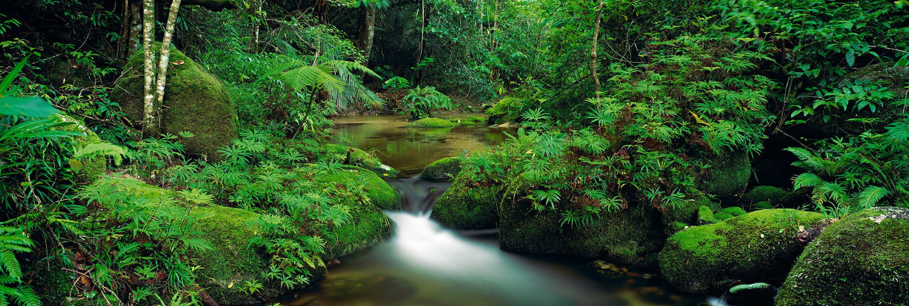 Creek with mossy boulders running through the tropical rainforest of Daintree National Park Australia