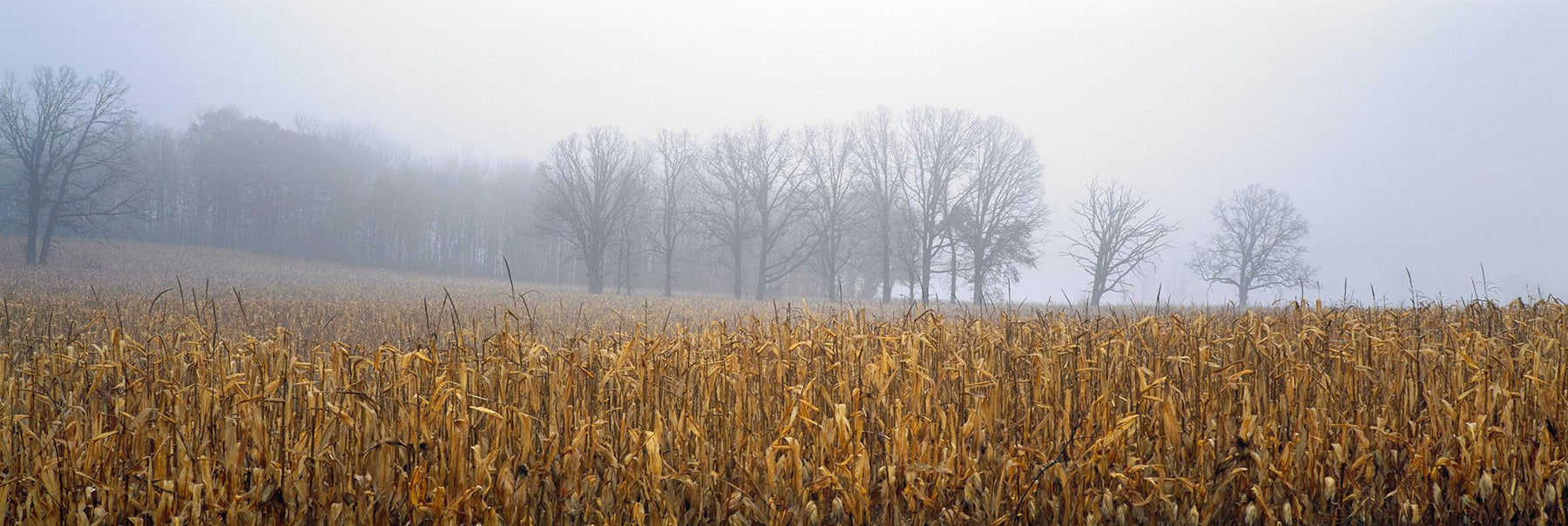  Sunlight filtering through the fog onto a leafless forest and corn field in Minnesota