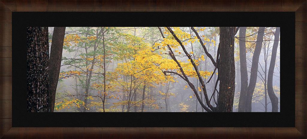 The Lost Forest. Fine Art Photograph by Peter Lik.