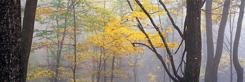 Misty Autumn forest of black trees in Mammoth Cave National Park Kentucky