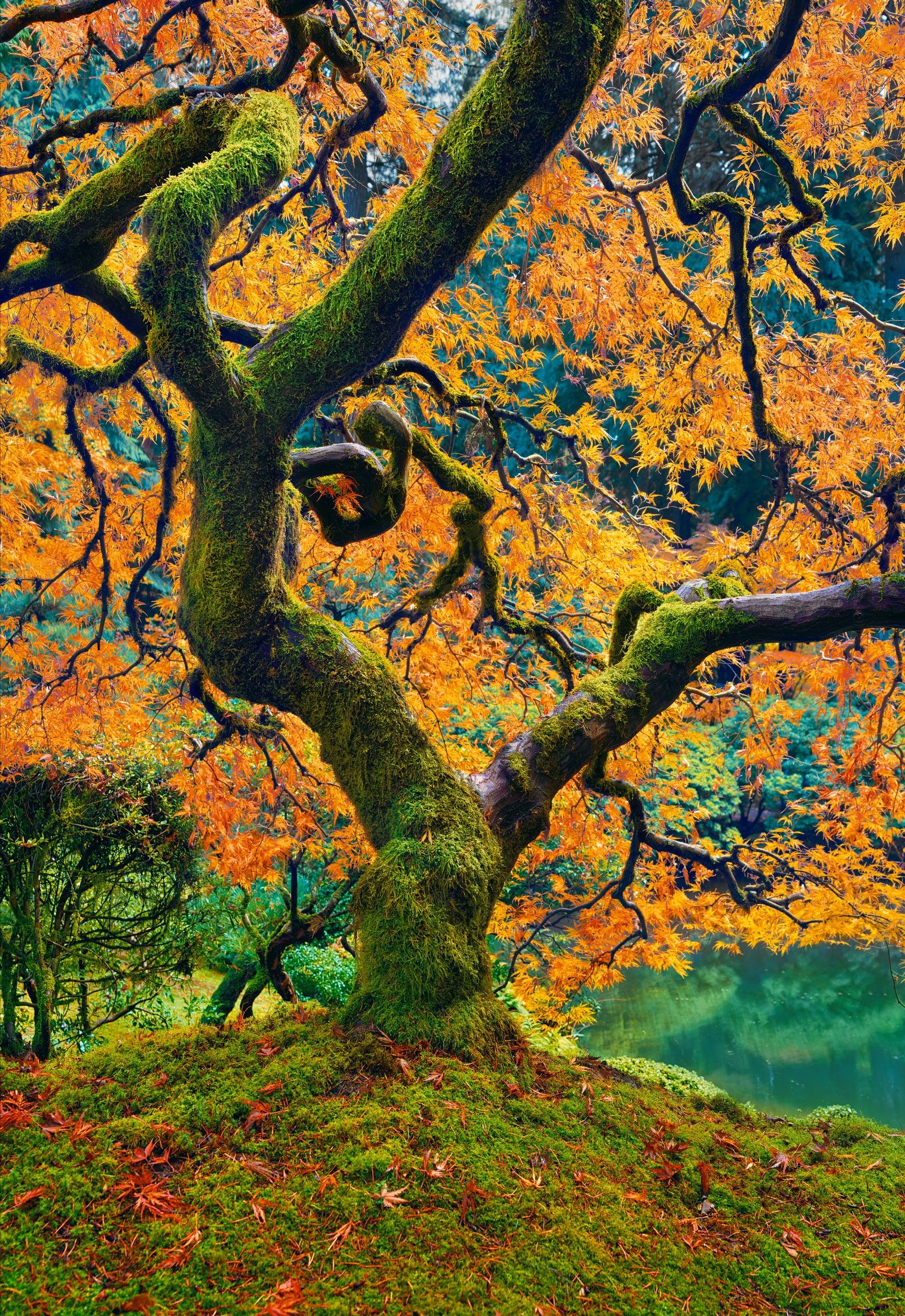 Trunk and branches of a Japanese Maple tree with orange leaves on a mossy hill