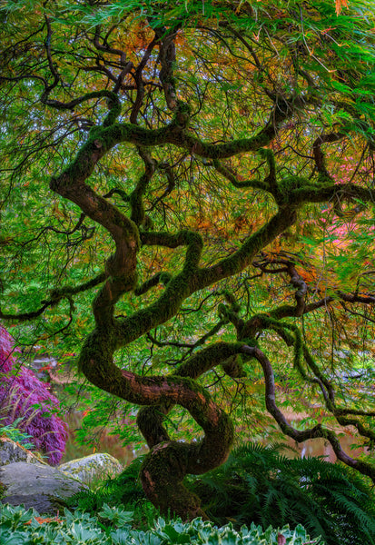 Peter-Lik-Tree-of-Endurance-