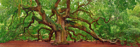 Giant Oak tree covered with ivy being held by wood posts in Charleston South Carolina