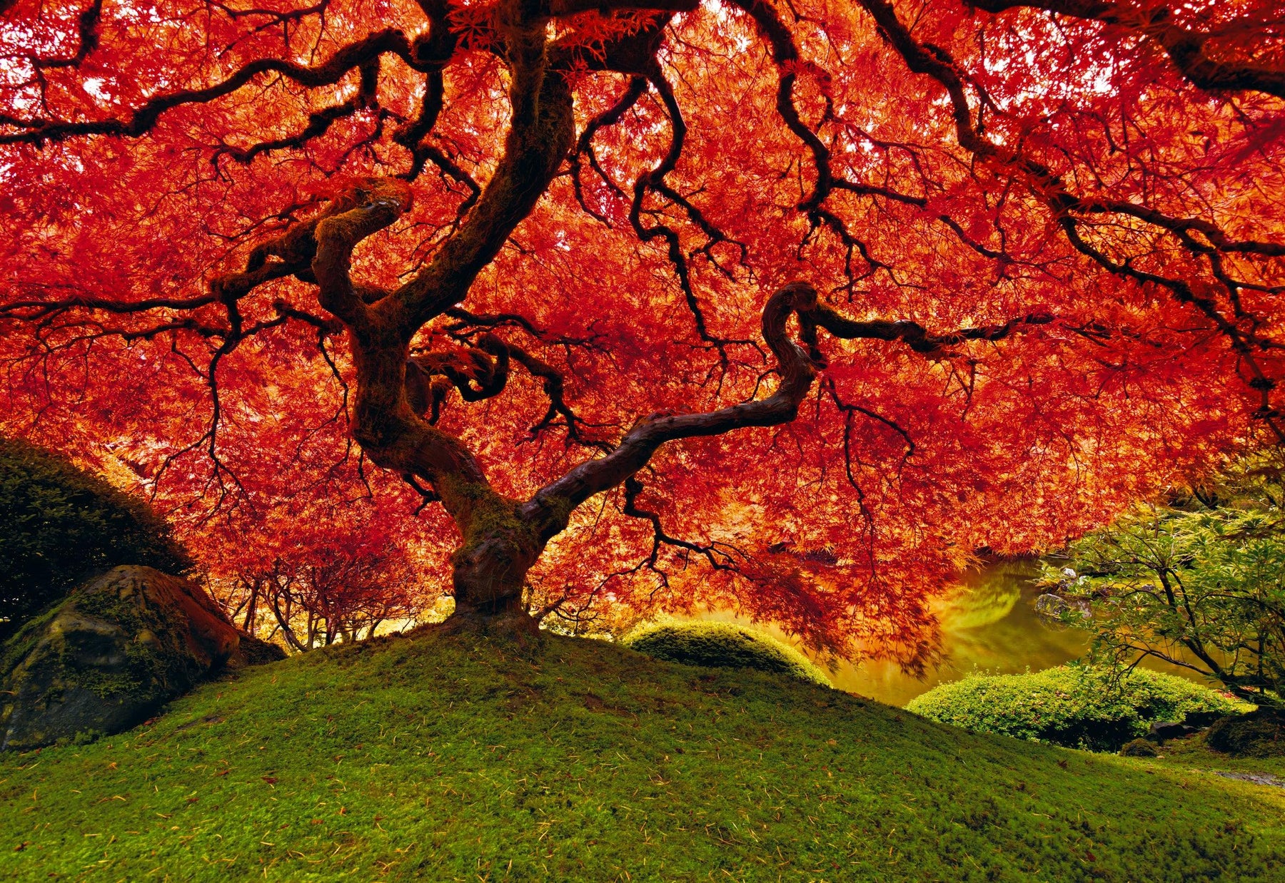 Red leaf Japanese Maple tree on a grass hill near a pond in Oregon