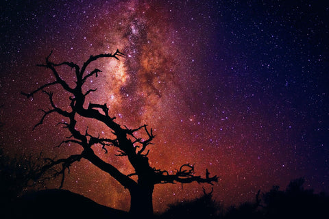 Silhouette of a leafless tree on the mountainside of Mauna Kea Hawaii below a sky filled with stars and the Milky Way