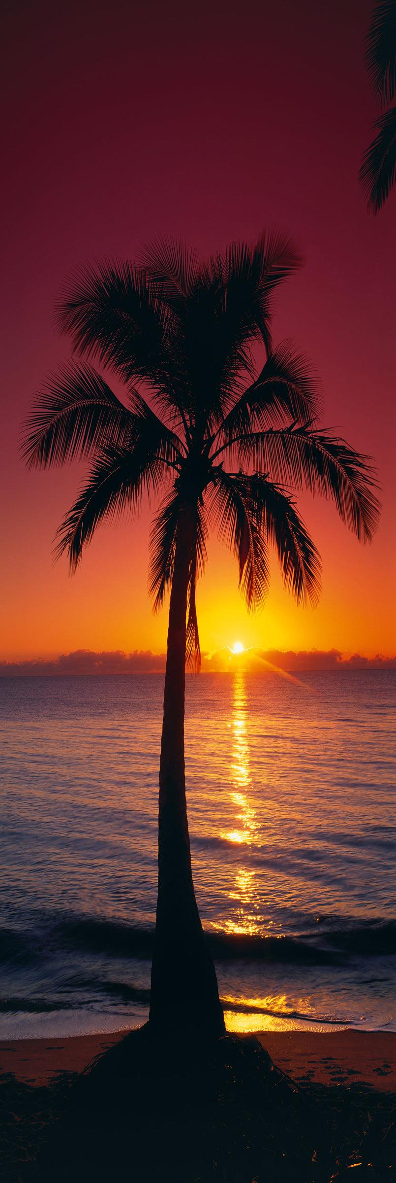 Palm tree on a Cairns beach silhouetted against the sun rising from the low clouds on the ocean horizon