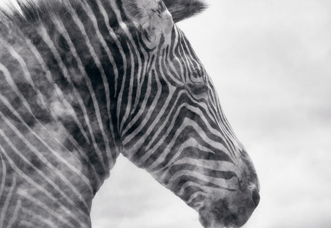 Black and white close up of a zebra head surrounded by a dust cloud