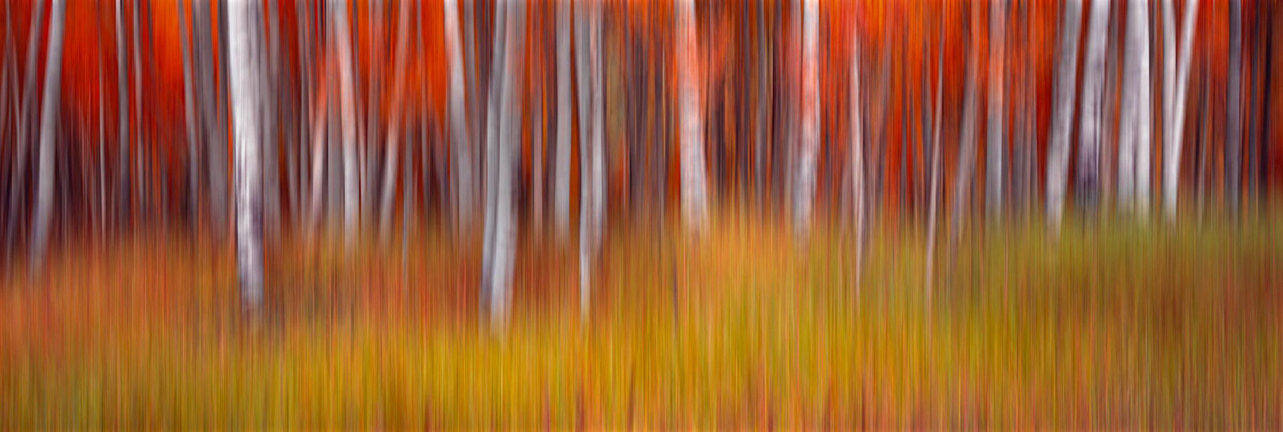 Blurred red and white forest with a green and yellow grass foreground in Aspen Colorado