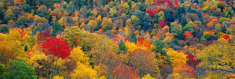 Autumn colored forest of Shenandoah National Park Virginia