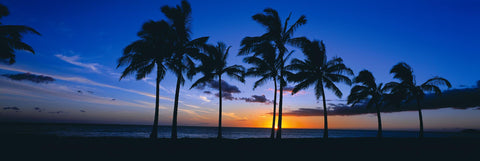 Sun setting behind palm tree silhouettes on Waikiki Beach Hawaii