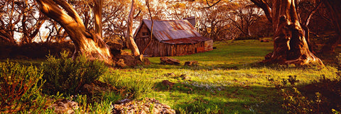 Old shack and forest of snow gum trees in the Australian high country