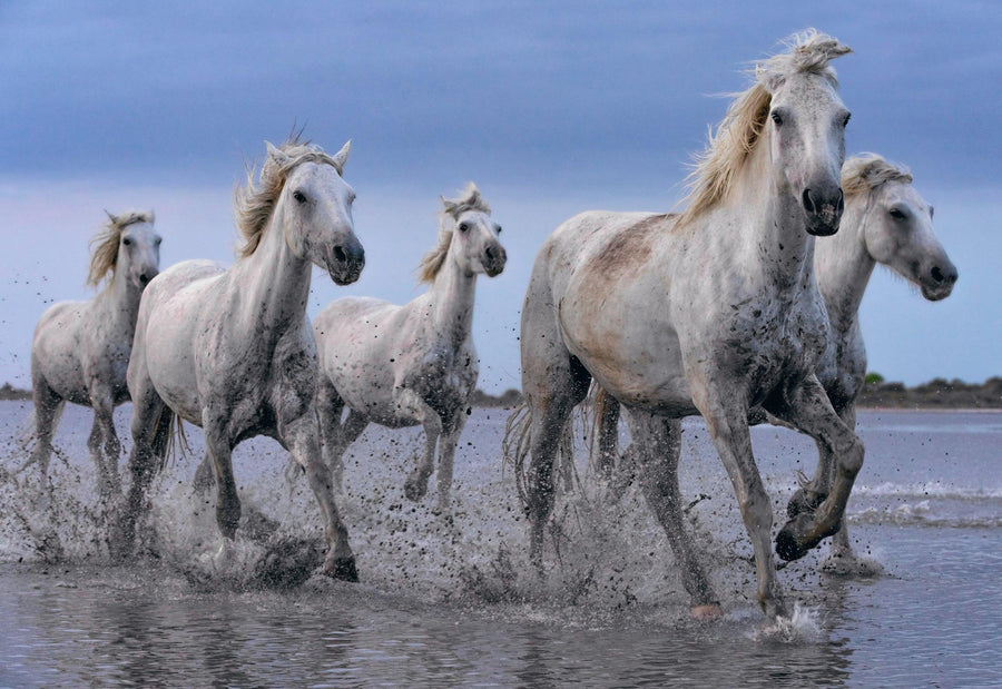 Five white horses running through the shallow waters of the ocean at dusk.