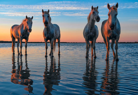 Four white horses standing in the shallow waters along the coast 