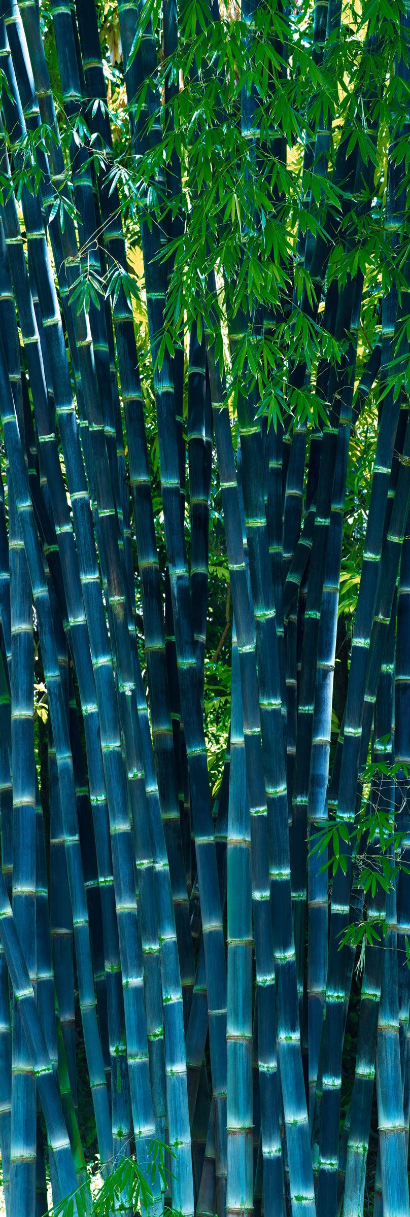 Section of tall blue bamboo in a tropical forest in Maui Hawaii