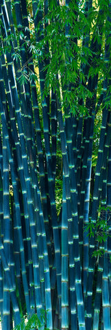 Section of tall blue bamboo in a tropical forest in Maui Hawaii