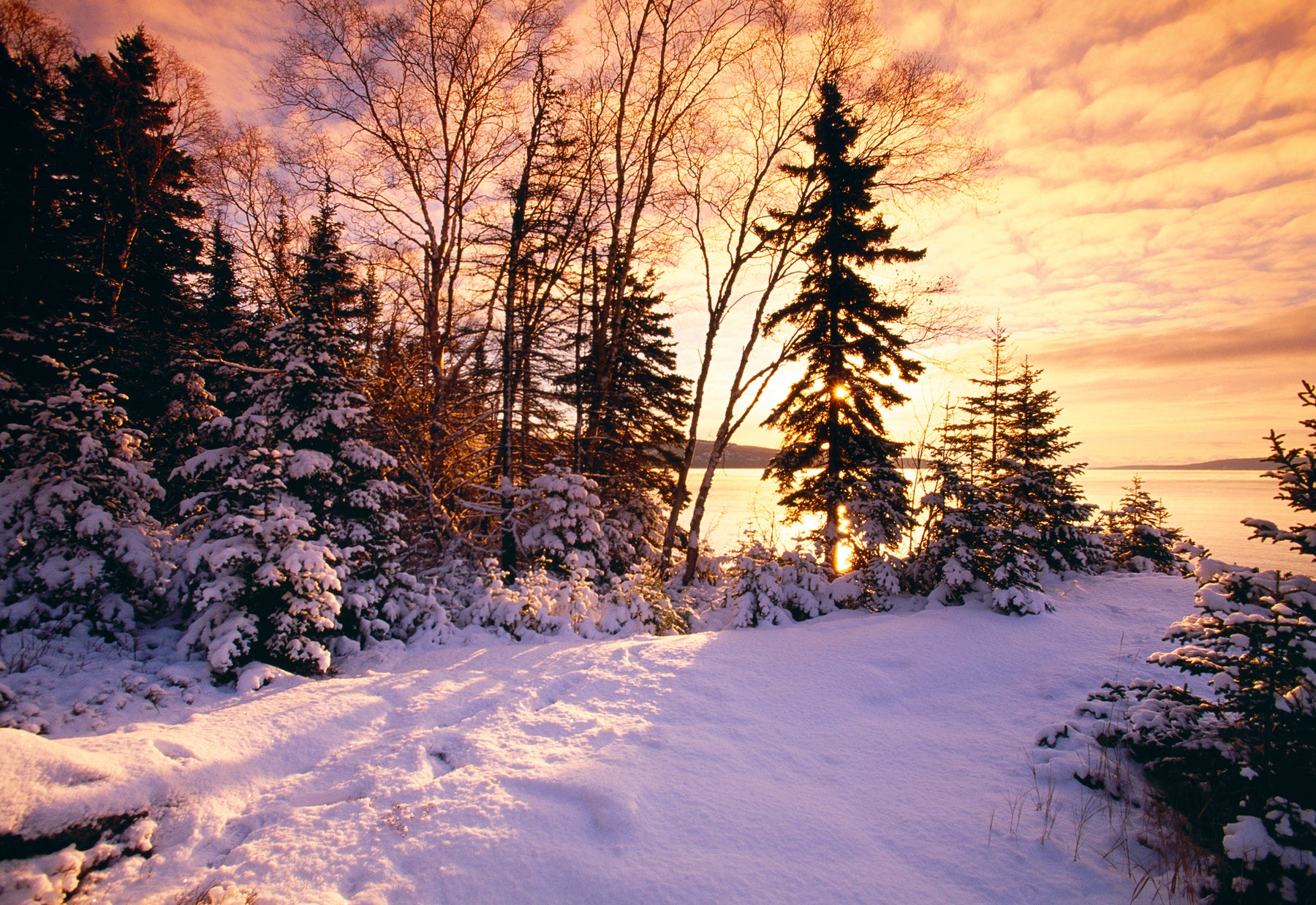 Winter Dawn