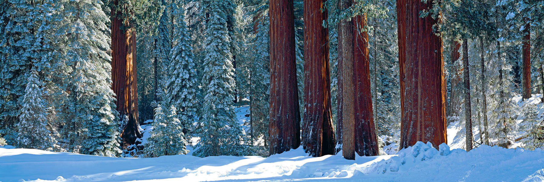 Bases of the snow covered Giant Sequoia trees in the Sequoia National Forest California 