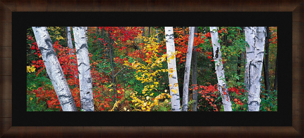 Peter Lik - Woodland Mosaic | Fine Art Photograph