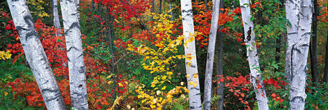 White birch trees surrounded by a forest of Autumn colors in New Hampshire