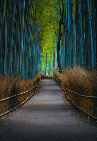 Concrete path with brown grass barriers leading down the middle of a green bamboo forest in Kyoto Japan